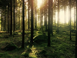 trees2