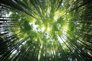 Trees1